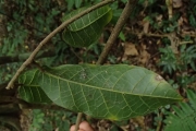 <strong>Malaisia scandens - Ramon, Laurence - 194</strong><br />© Ramon, Laurence